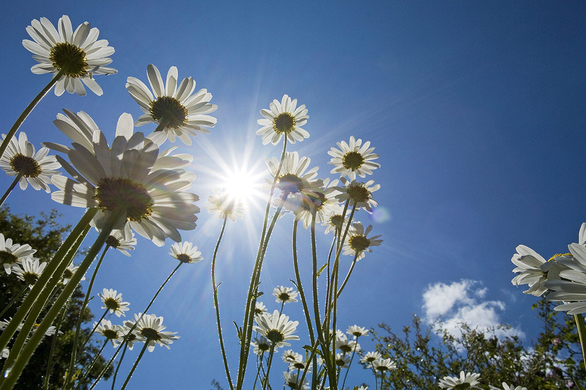 Tips for Amateur Photographers