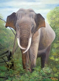 A Tusker