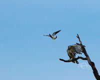 Birds of The Wild