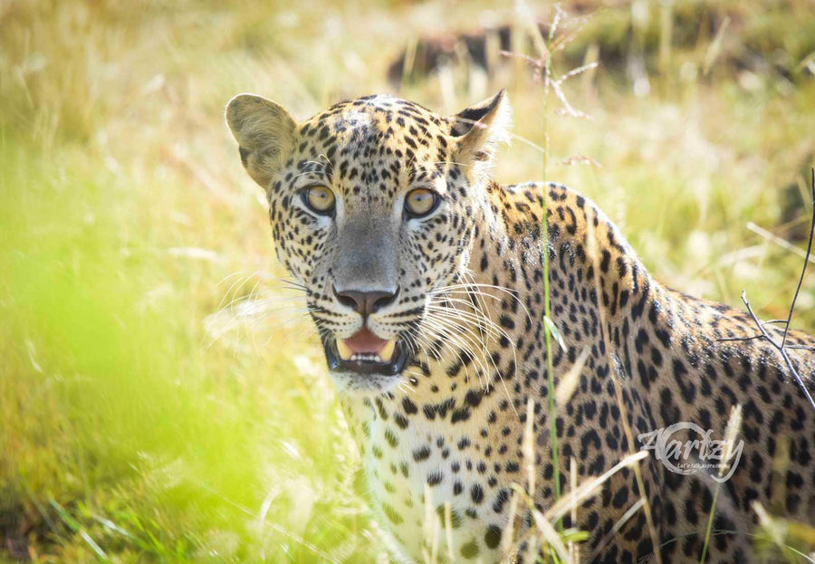 Priest of the Jungle