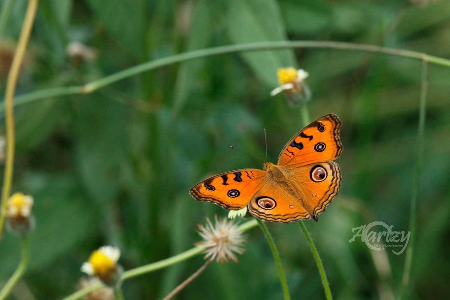 Wings Were Meant to Fly