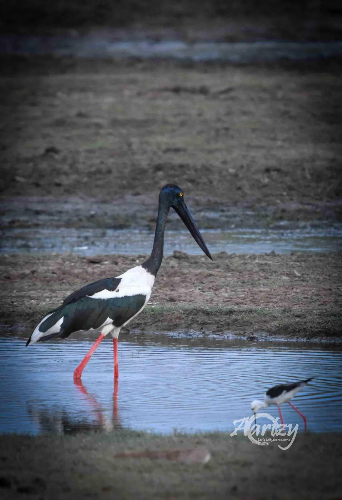 Black Necked Stork