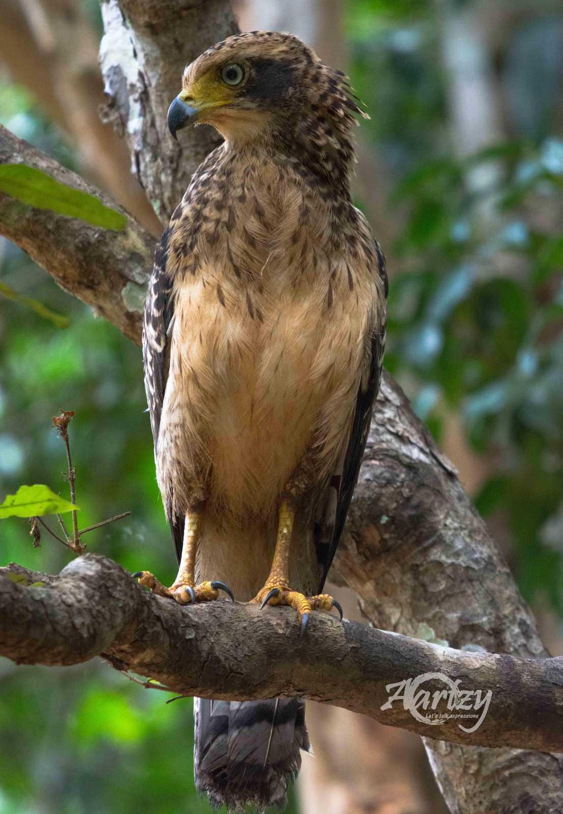 Juvenile Serpent Eagle