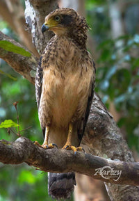 Juvenile Serpent Eagle