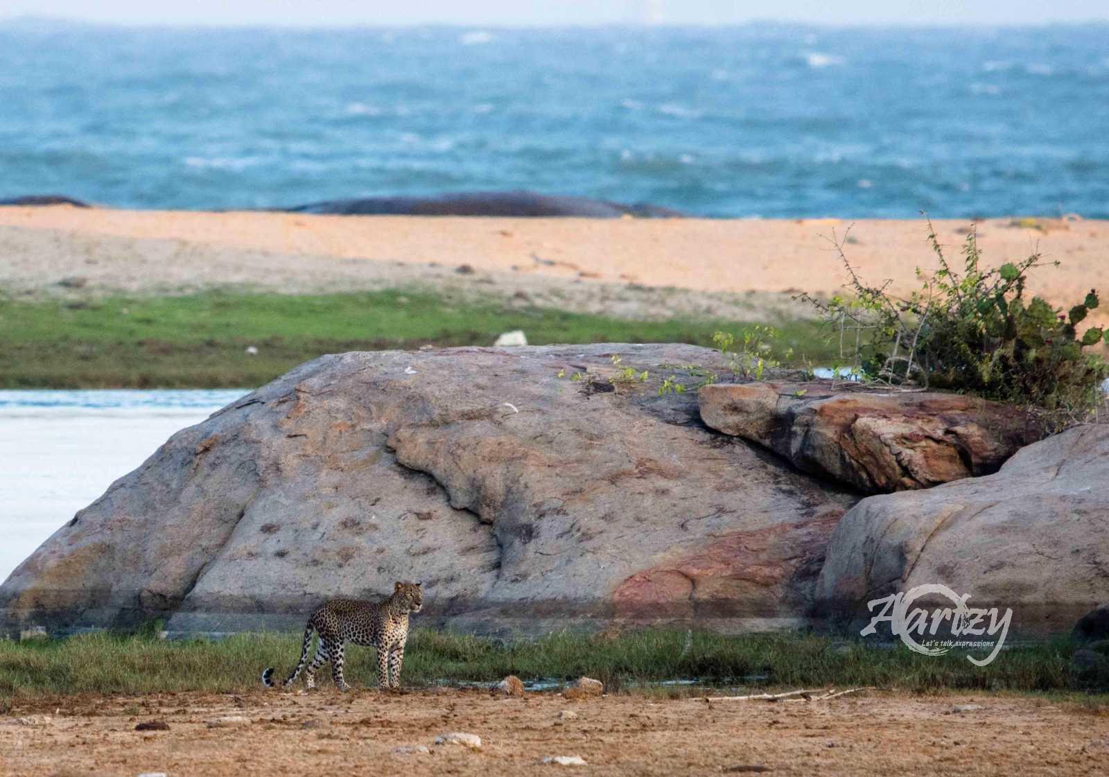 Elements: Leopard Being Fire