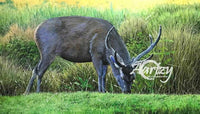Peaceful Graze