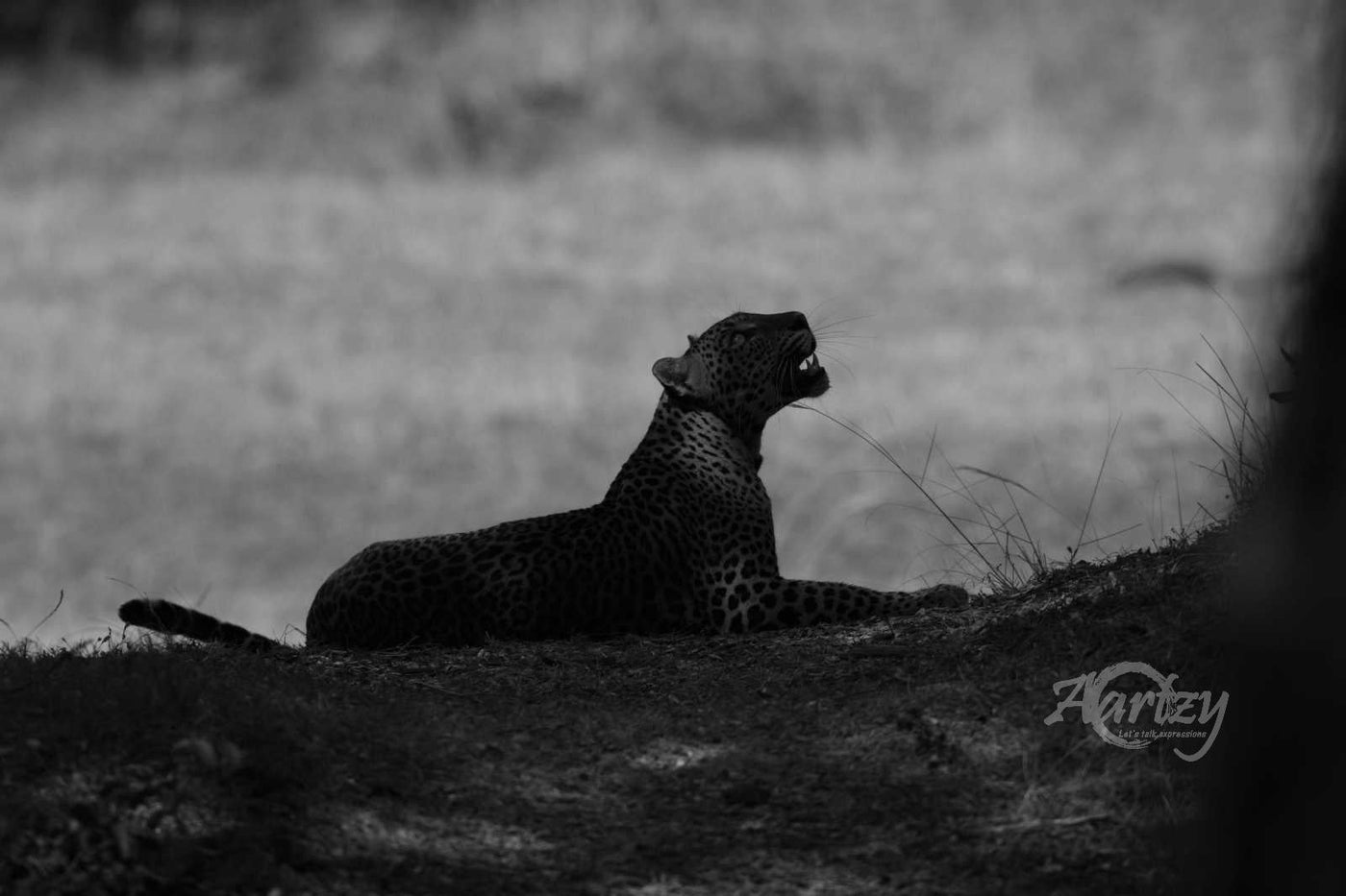 Rosettes in Grayscale