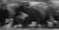Motion of the Wild