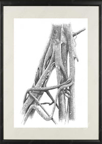 Upward Roots