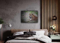 Leopard Mood
