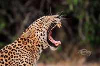 The Yawn