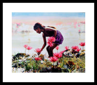 Lotus Reverie