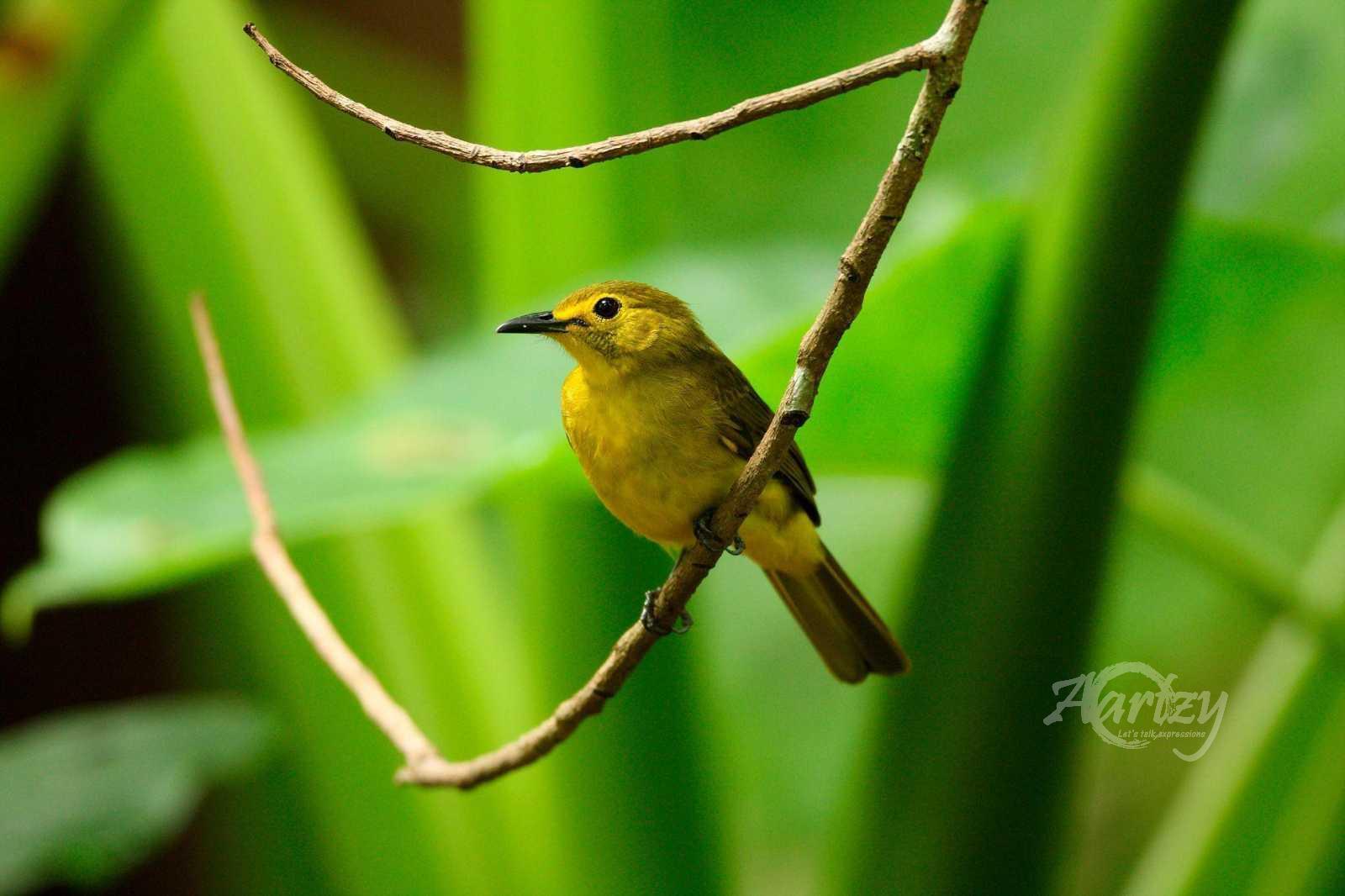 A Beauty in The Forest