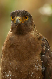 Judging Eyes
