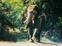 Majesty on a Stroll