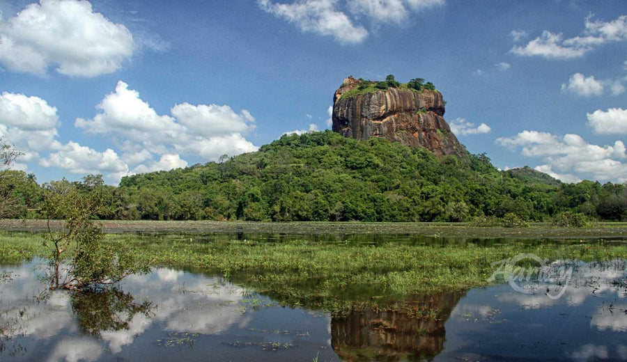 Splendor of the Forest