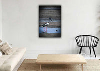Black Necked Stork