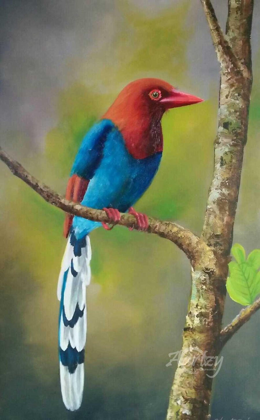 Focus of a Kingfisher