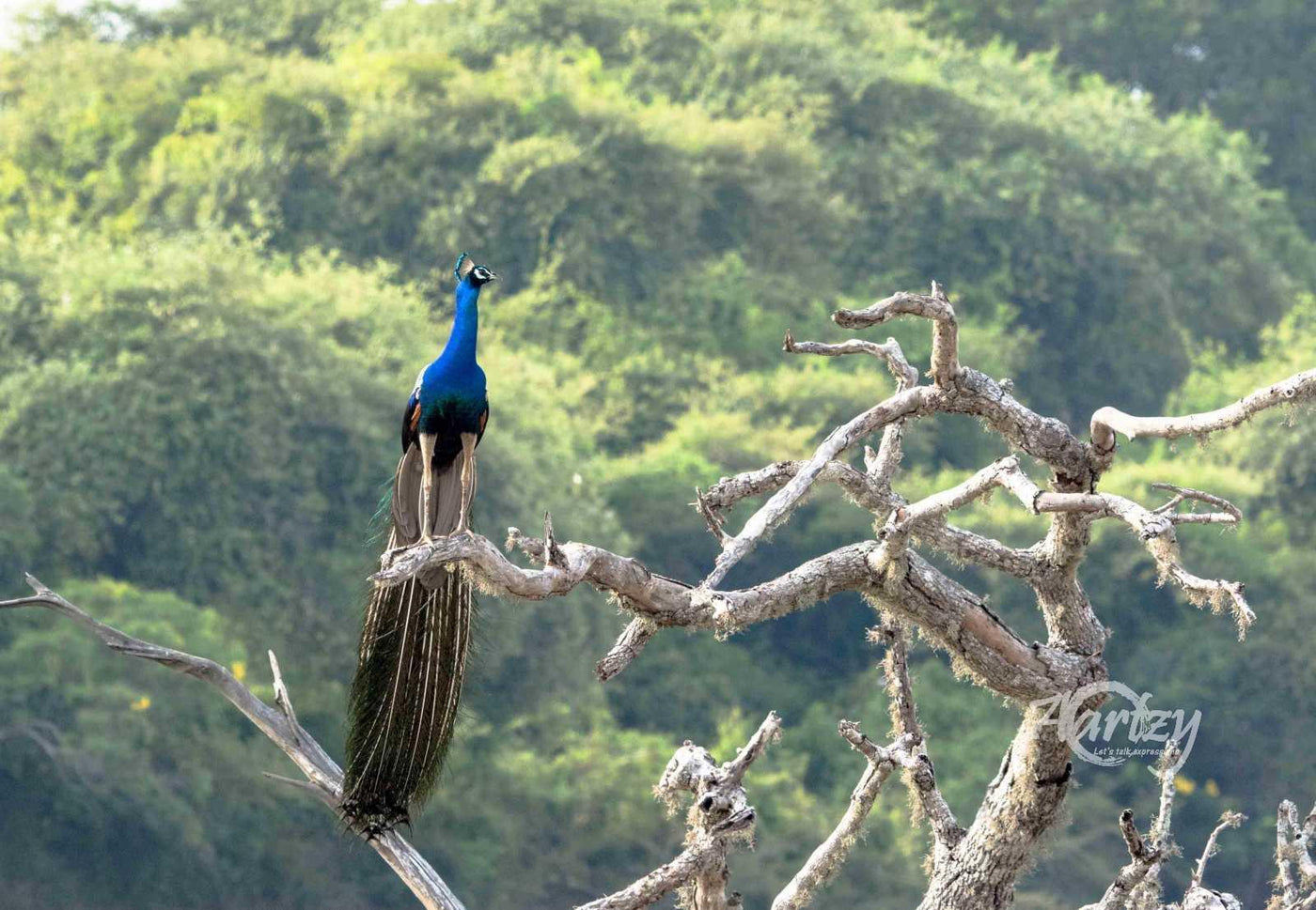 The Quintessetial Bird of the Jungle