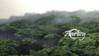 Misty Tops