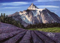 Lavender
