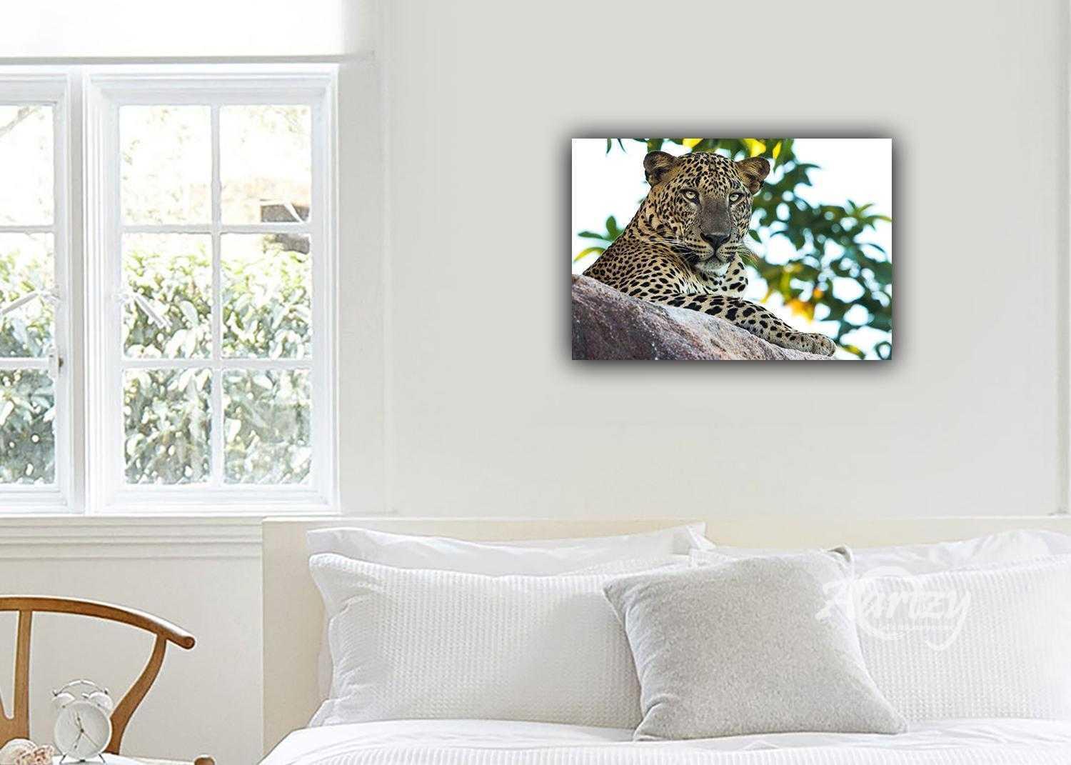 Leopard Who Doesn't Care