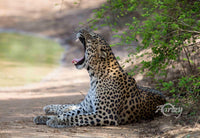 The Yawns