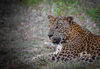 Leopard Mood