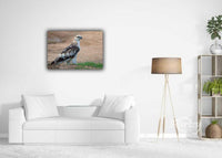 Bird of Prey