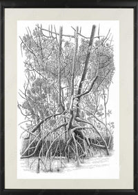 Mangroves