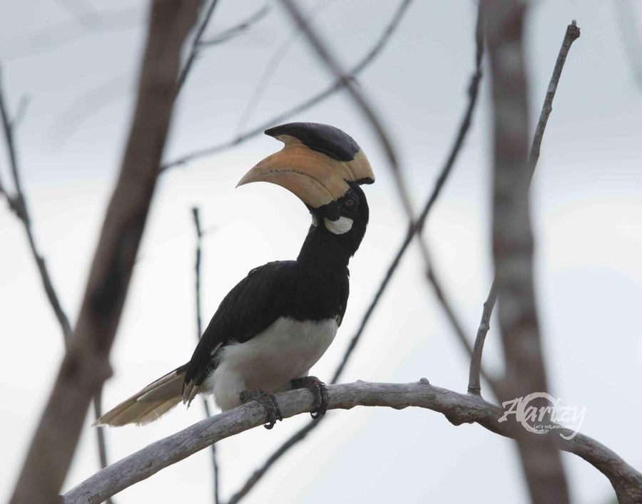 Malabar Hornbill