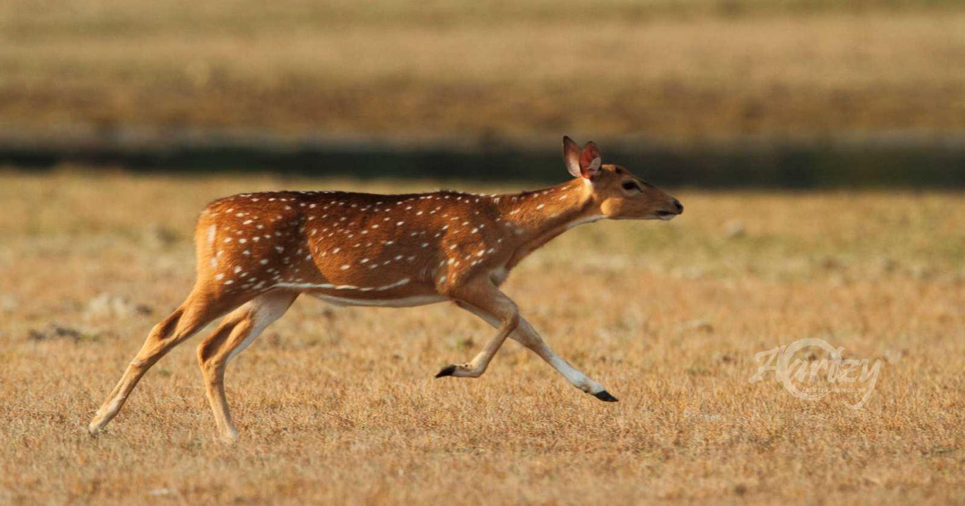 Running for Dear Life