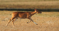 Running for Dear Life