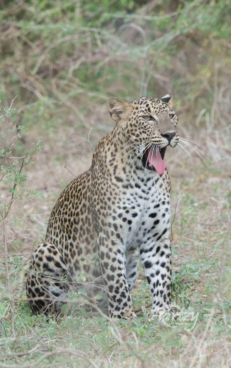 Lazy for Morning walks