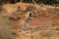 A Tired Yawn