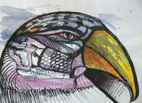 Parrot Eye