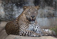 Prince of Yala