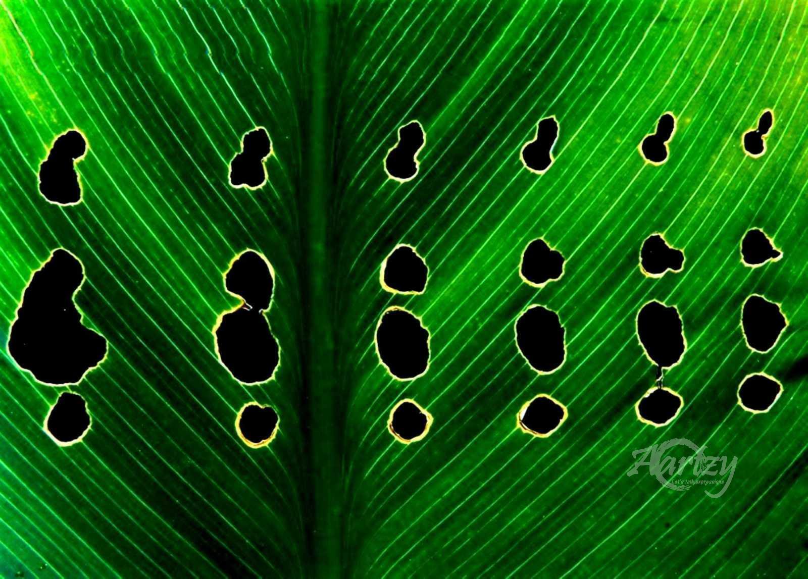 Embroidery on a Leaf