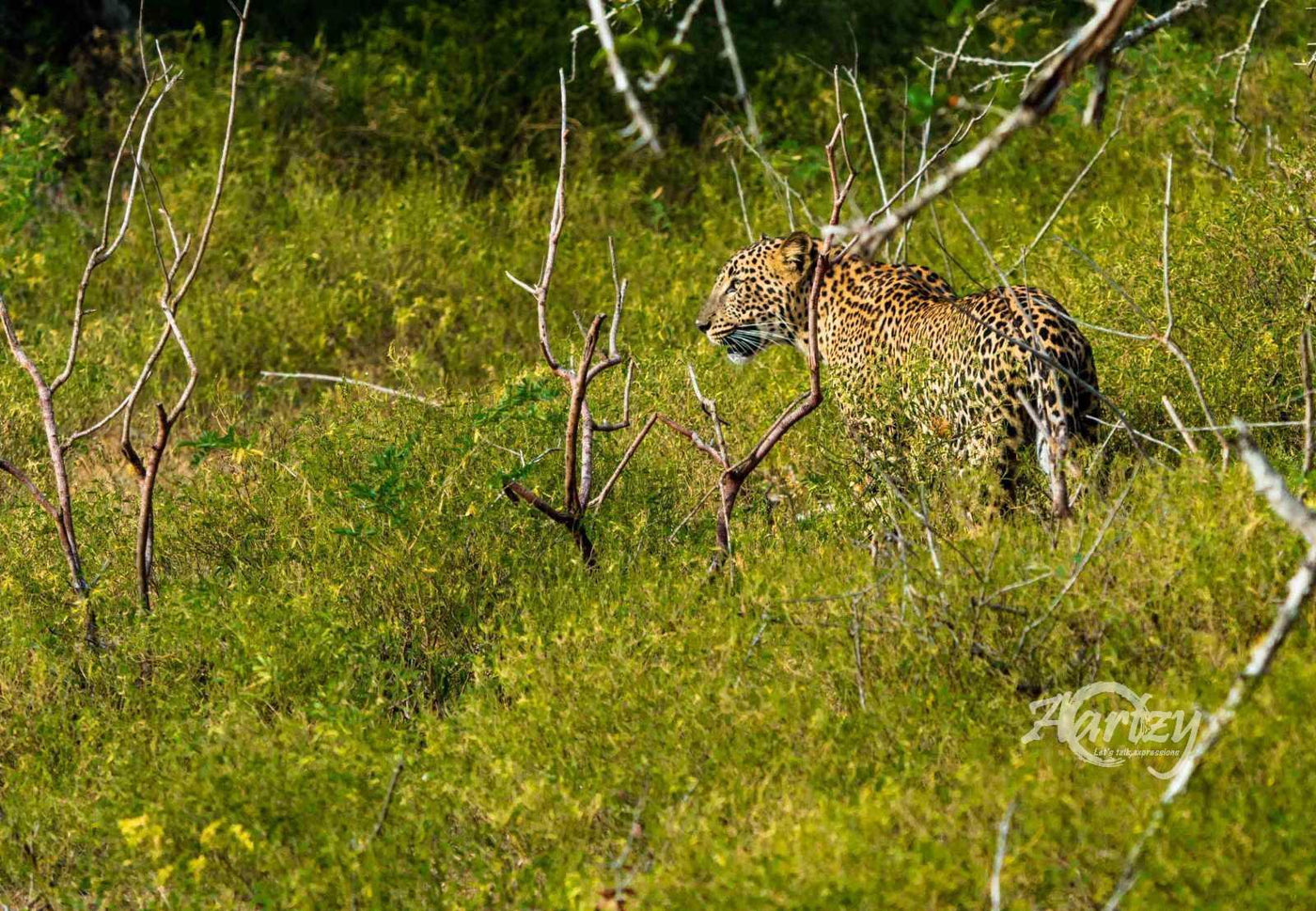 Golden Light Goodness