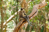 Perfectly Relaxed