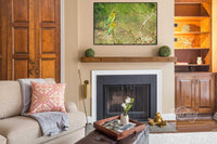 Birds Who Flock Together