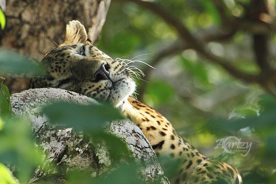 Asleep but Wide Awake