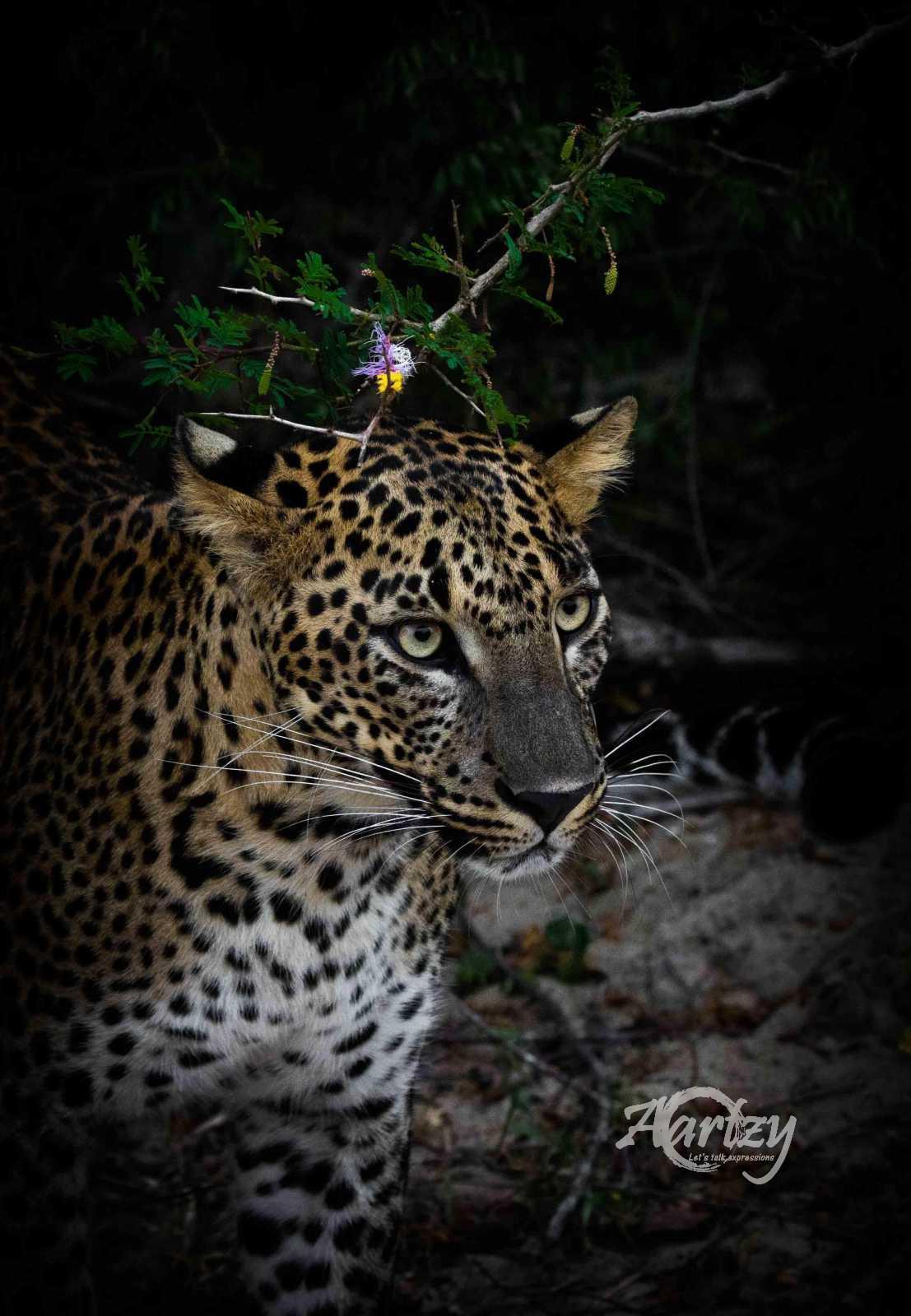 Superstar in the Making