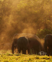 Head in the Dust