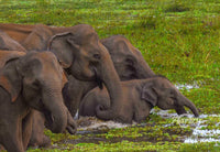 Family Gathering