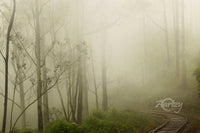 Misty Mornings
