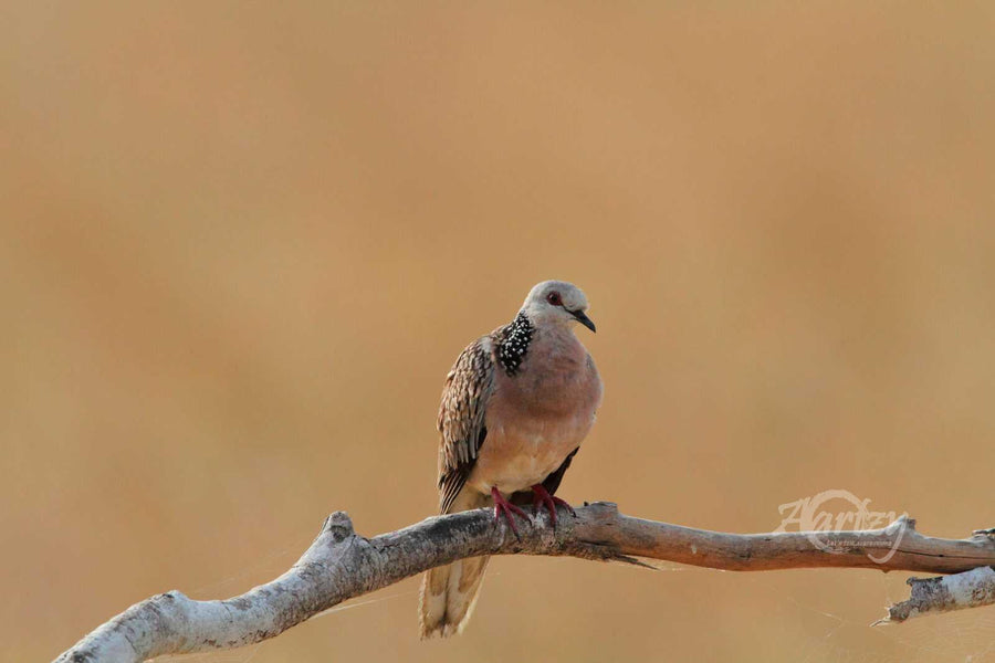 The Red Eyed Stunner