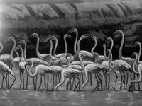 Flamingoes