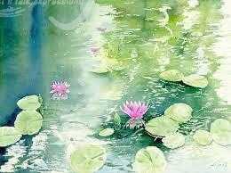 Floating Pink Water Lilies