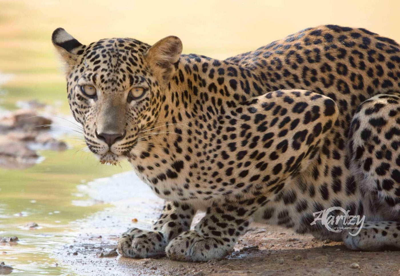 Cold Drink on a Hot Day